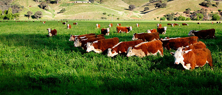 herefords